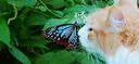 🐾 | Cat Café🌿 Discord server banner
