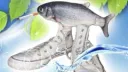 Whimsy 18+ Discord server banner