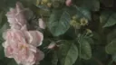 Conventus Discord server banner