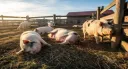 Pigcord Discord server banner