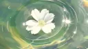 cat's closet Discord server banner