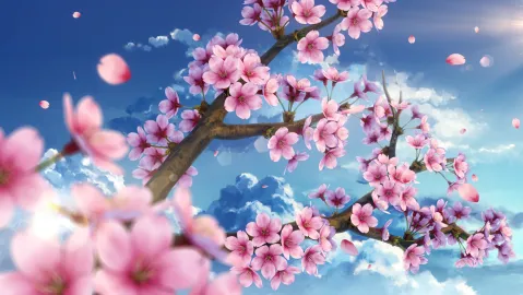 Awesome Blossoms splash