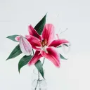 Alexis' Garden splash