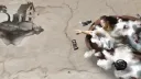 Basically Homeless splash