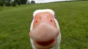 Goose Hoose splash