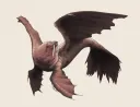 The Walrus Server splash