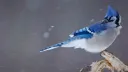 splash