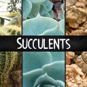 Succulents splash