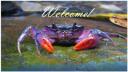 The Crab Tribe Banner