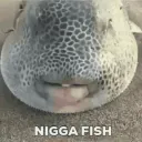 splash