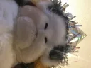 Porg Fanciers Association splash