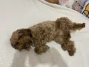 splash