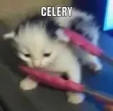 celery's cellar splash