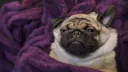 PUGS splash