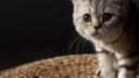Cuddle Cove Banner