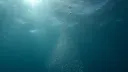 The Ocean of Bagels splash