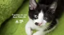 Best Friends Animal Society splash