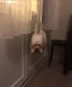 splash