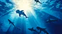 Sharktank splash