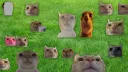 swag server splash