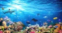 Fish Tank splash