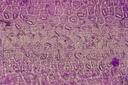 Microscopy and Imaging Banner