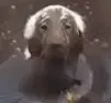 splash