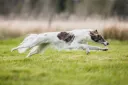 Winsome Silken Windhounds splash