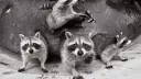 Raccoons Family splash