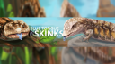 Blue Tongue Skinks