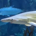 Shark Idiot's shark server splash