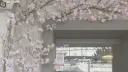 ﹒ 🌸 ﹕ efflorescence splash