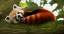 Church of Red Panda Discord server banner