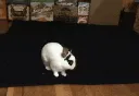 splash