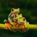 The Ribbit Army 🐸 splash
