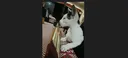 KEDİ splash