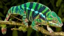 Clint's Reptiles splash