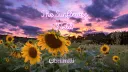 brii's sunflower field 💜🌻 splash