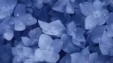 splash