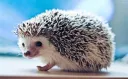 a hedgehog server splash