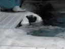 splash