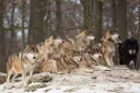 Fibonacci Wolves splash
