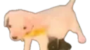 The rat cave splash