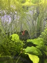 the moss ball Discord server banner
