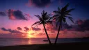 FLOPTROPICA splash