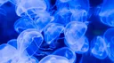Genderfluid Jellyfish Discord server banner