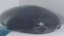 splash