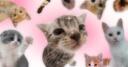 ˚₊‧۶۟ৎა 𝒽𝑜𝓁𝓁𝑜𝓌 ໒۶۟ৎ ‧₊˚ Banner