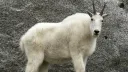 Goats splash