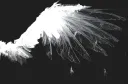 ERIS splash